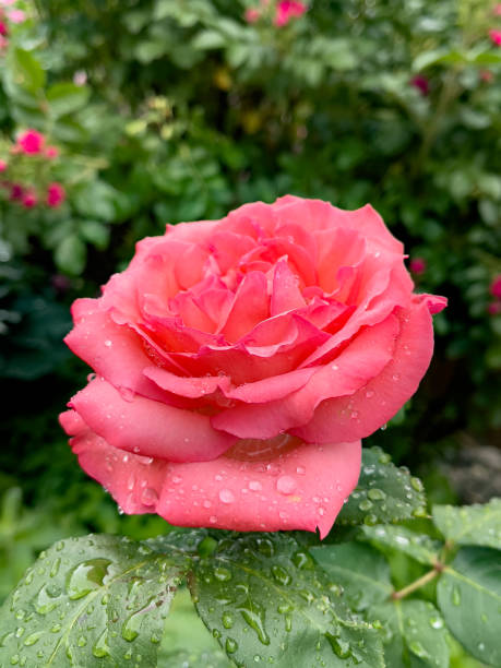 Pink rose with water drops