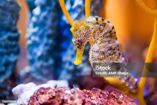 Caballito De Mar Foto de stock y más banco de imágenes de Caballito de mar - Caballito de mar, Arrecife - Fenómeno natural, Acuario - Equipo para animales domésticos