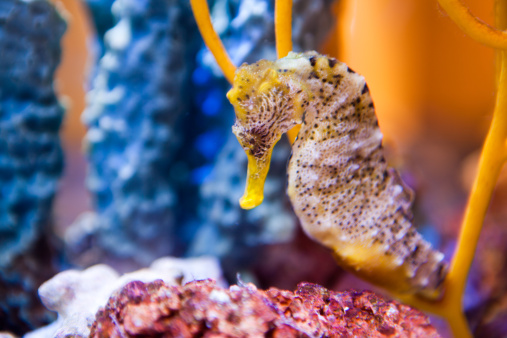 Seahorse in an aquarium. Although they are bony fish, they do not have scales, but rather a thin skin stretched over a series of bony plates arranged in rings throughout their body. Seahorses are named for their equine profile.