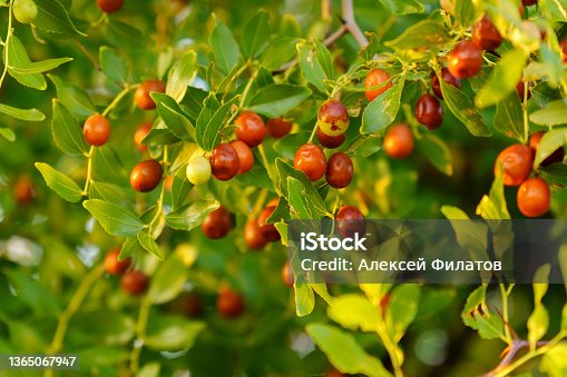 istock Chinese date, ziziphus jujuba, commonly called jujube, red date. Hanging on a branch, harvest 1365067947