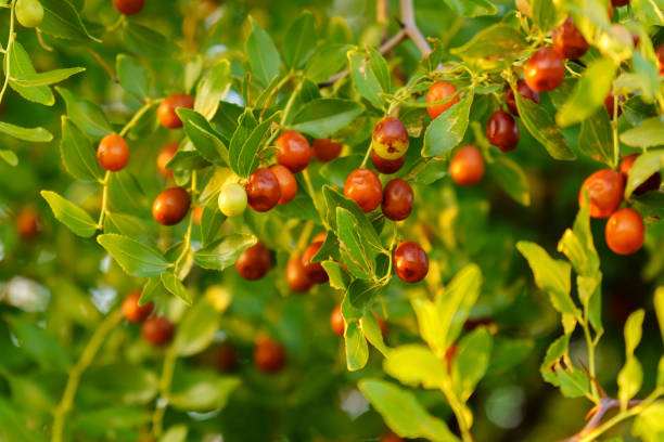 Chinese date, ziziphus jujuba, commonly called jujube, red date. Hanging on a branch, harvest Chinese date on a background of green leaves. Ripening jujube green fruits in leaves of tree jujube fruit stock pictures, royalty-free photos & images