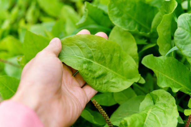 istock Sorrel Rumex harvest. Eco-friendly cultivation of vegetables. Selective focus 1365068574