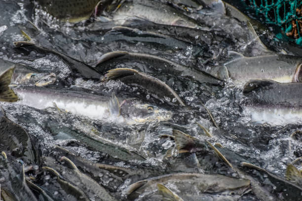istock Spawning Salmon in Valdez, Alaska 1365070170