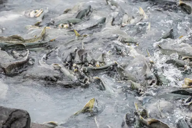 Photo of Salmon Returning to Spawning Grounds