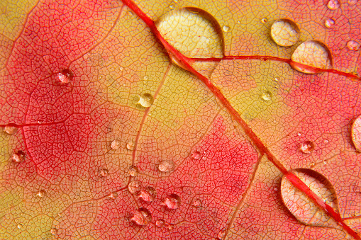 Beauty in nature's hidden world. Macro photograph of tiny water droplets on surface of colorful yellow, orange, and red maple leaf showing intricate pattern of veins that nourish leaf tissues.