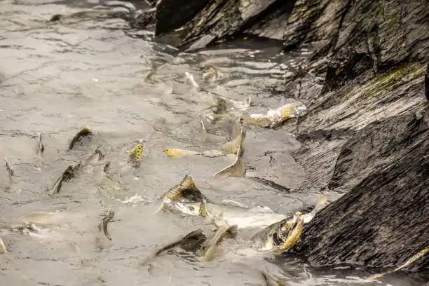 Photo of Pool Filled With Spawning Salmon