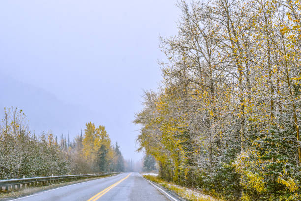 viajando por alaska en otoño - usa action adventure aspen tree fotografías e imágenes de stock