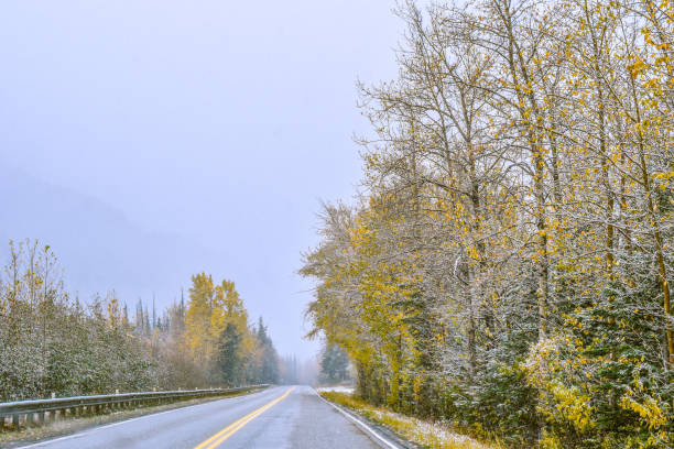 가을에 알래스카를 여행 - usa action adventure aspen tree 뉴스 사진 이미지