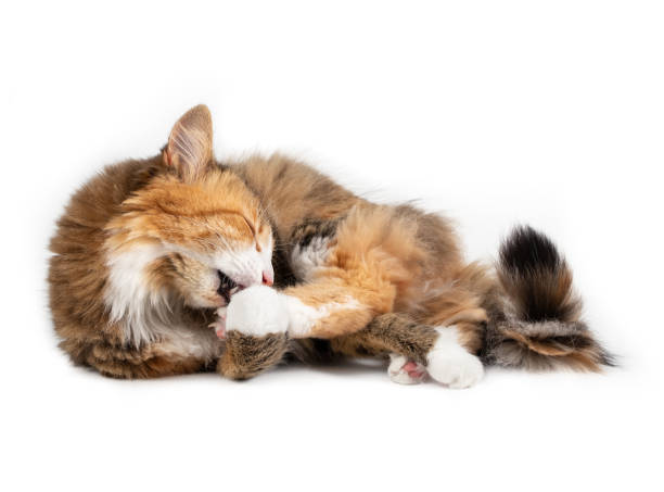 istock Adorable cat cleaning itself, lying sideways. 1365072505