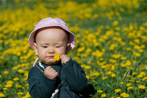 A newborn baby tastes a dandelion. Photo of a child in yellow dandelions