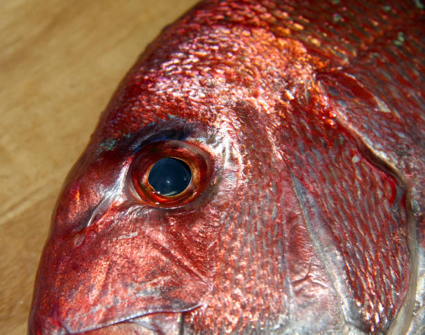 Red seabream face closeup macro photograph