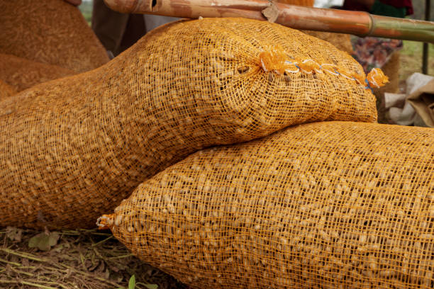 Two sacks of farm-harvested peanuts in Indonesia. Fresh peanuts will be moved and sold to the market.