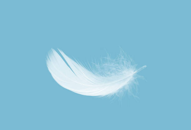 istock Lightly Soft of White Feather Falling in The Air. Swan Feather 1365074697