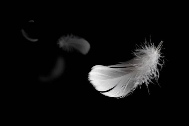 istock Abstract Lightly Soft of White Fluffy Feathers Floating on Black. Swan Feather Flying in The Air. 1365074698