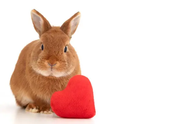 Cute little ginger decorative bunny,rabbit looking at camera on white background near red soft plush heart,isolated. Copy space.Valentine day,love to pet,animal concept.