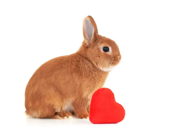 Cute little ginger decorative bunny,rabbit in profile on white background near red soft plush heart,isolated. Copy space.Valentine day,love to pet,animal,care concept.