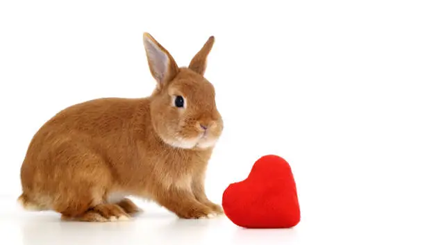 Cute little ginger decorative bunny,rabbit looking at camera on white background near red soft plush heart,isolated. Copy space.Valentine day,love to pet,animal, care concept.