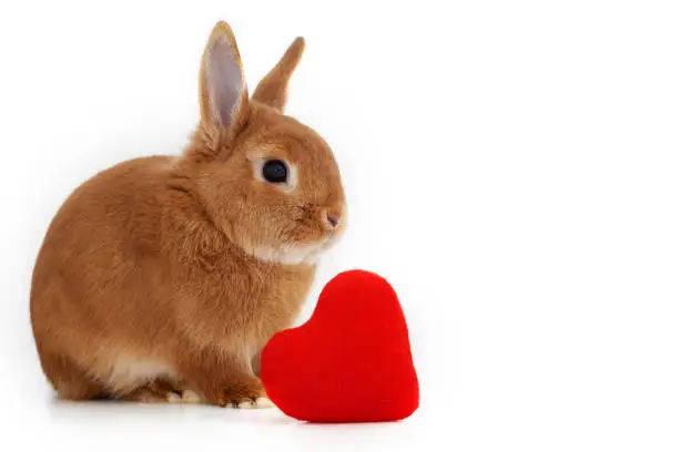 Cute little ginger decorative bunny,rabbit in profile on white background near red soft plush heart,isolated. Copy space.Valentine day,love to pet,animal concept.