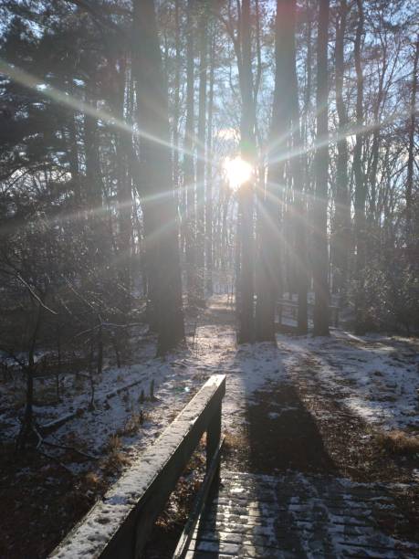 Shelby farms snow