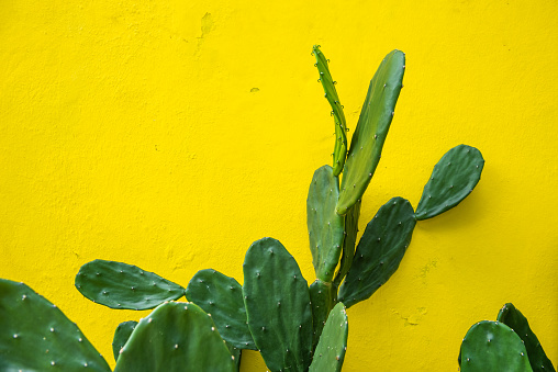 Opuntia Microdasys, cactus in front of a yellow cement wall of a house in Mexico.