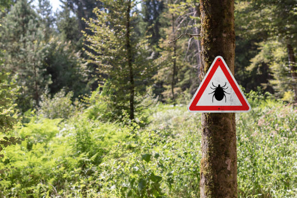 istock Tick insect warning sign in forest. 1365077960