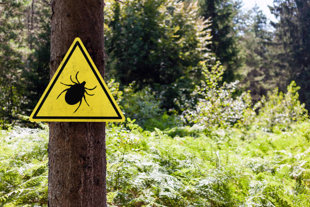 istock Tick insect warning sign in forest. 1365077968