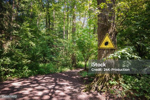 Tick Insect Warning Sign In Forest Stock Photo - Download Image Now - Tick - Animal, Lyme Disease, Insect