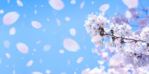 istock Cherry blossoms and soaring petals 1365081548