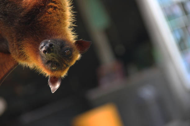 hanging bat - vleerhond stockfoto's en -beelden