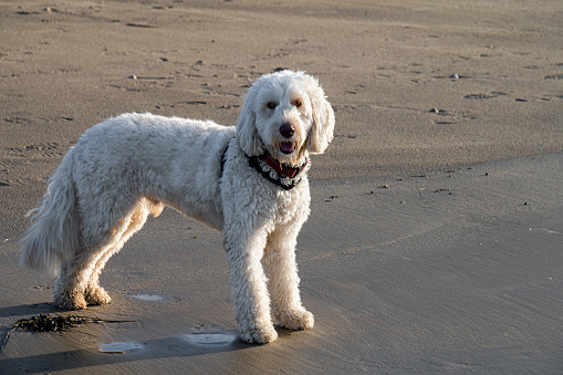 Furry beautiful male labradoodle on a beach in Ireland