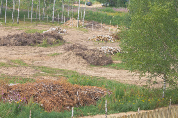 istock Deforestation and deforesting for the construction of a house on a construction site 1365082857