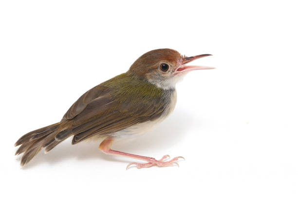 The Bar winged prinia bird (Prinia familiaris) isolated on white background