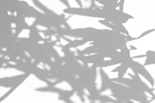 istock shadows of the tree branches on a white wall 1365084041