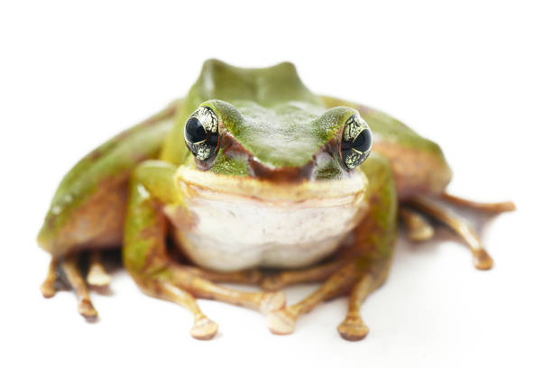 istock Common Southeast Asian Green Tree Frog  isolated on white background 1365084193