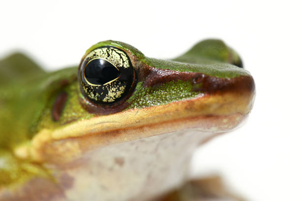 Common Southeast Asian Green Tree Frog Polypedates leucomystax isolated on white background