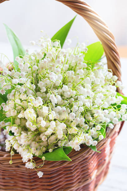 istock Basket with lilies of the valley on the table, selective focus 1365086877