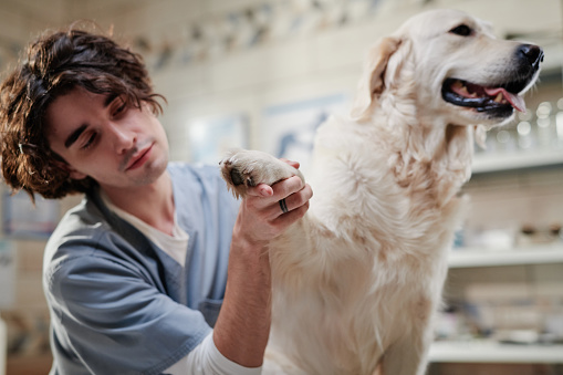 Young vet doctor in uniform examining the body of pet during medical exam in the clinic