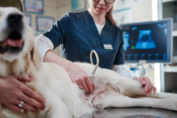 istock Veterinarian doing ultrasound in clinic 1365087826