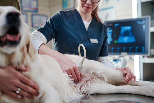 Young veterinarian in uniform doing ultrasound to the dog while its lying on the table