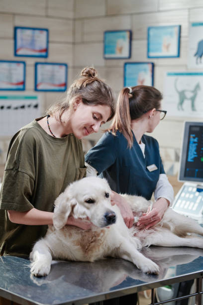 mujer visitando la clínica veterinaria con su perro - pets dog office vet fotografías e imágenes de stock