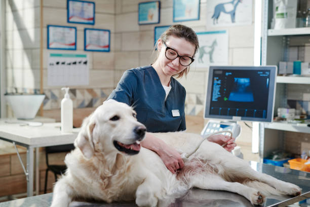 Veterinarian analyzing the health of animal Female veterinarian doing ultrasound and analyzing the health of animal while its lying on the table in vet office animal doctor stock pictures, royalty-free photos & images