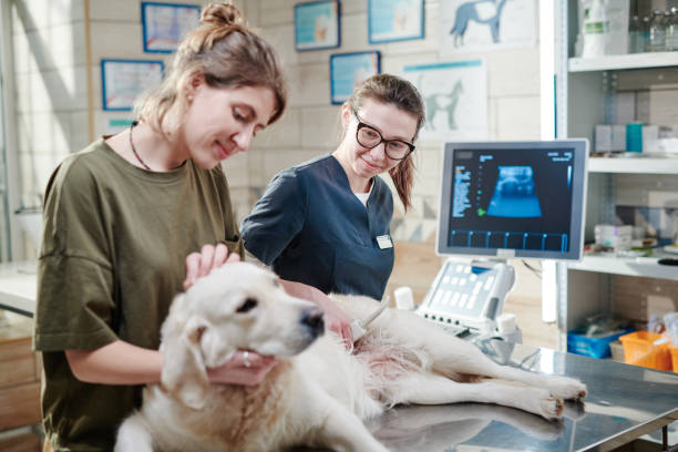 istock Doctor examining dog with ultrasound 1365087839