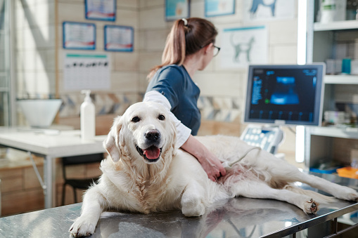 Médico que realiza una ecografía en perro photo