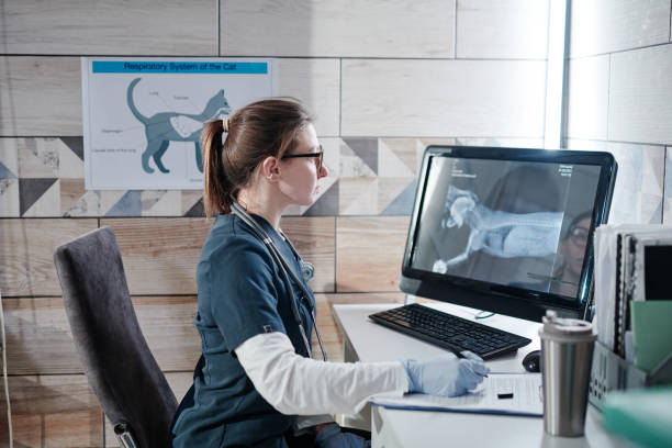 o veterinário examinando a imagem de raio-x do cão - veterinary office - fotografias e filmes do acervo