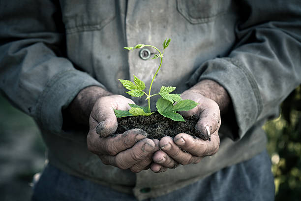 istock Man hands holding a green young plant 136509135