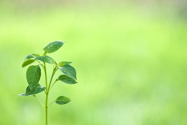 New life against spring green natural background. Ecology concept