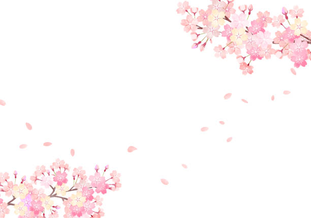 ilustraciones, imágenes clip art, dibujos animados e iconos de stock de acuarela dibujada a mano. ilustración de fondo de flor de cerezo - cherry blossom blossom cherry tree sakura