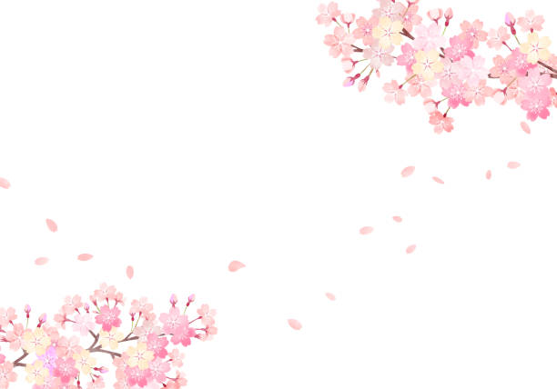 손으로 그린 수채화. 벚꽃 배경 일러스트레이션 - 벗꽃 stock illustrations
