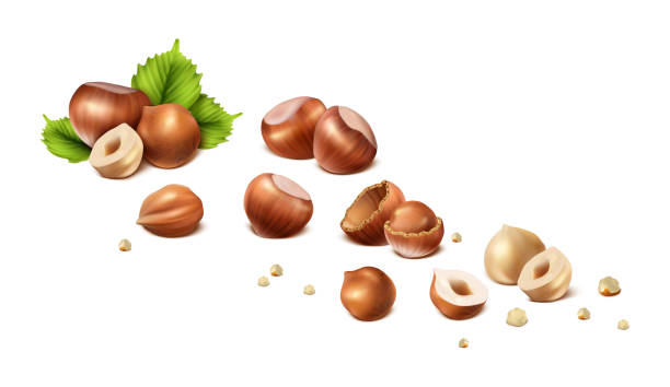 realistic vector icon. Stages of hazelnut from shelled nut to nut without shell, cut in halves and scrumps. Isolated on white background. 3d realistic vector icon. Stages of hazelnut from shelled nut to nut without shell, cut in halves and scrumps. Isolated on white background. hazelnut stock illustrations