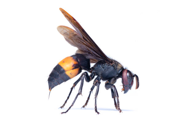 istock Lesser Banded Hornet isolated on white background 1365093438